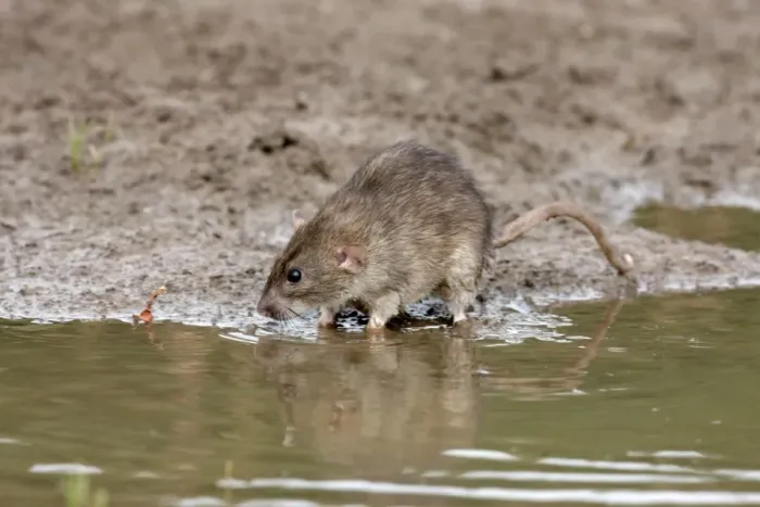 Framed Print : Brown Rat (Rattus norvegicus) adult, standing on mud at edge of water, England, august (captive) Framed Print : Brown Rat (Rattus norvegicus) adult, standing on mud at edge of water, England, august (captive)