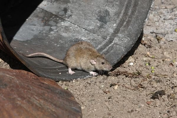 Brown Rat (Rattus norvegicus) adult, standing on rusty metal dustbin, England, august (captive)