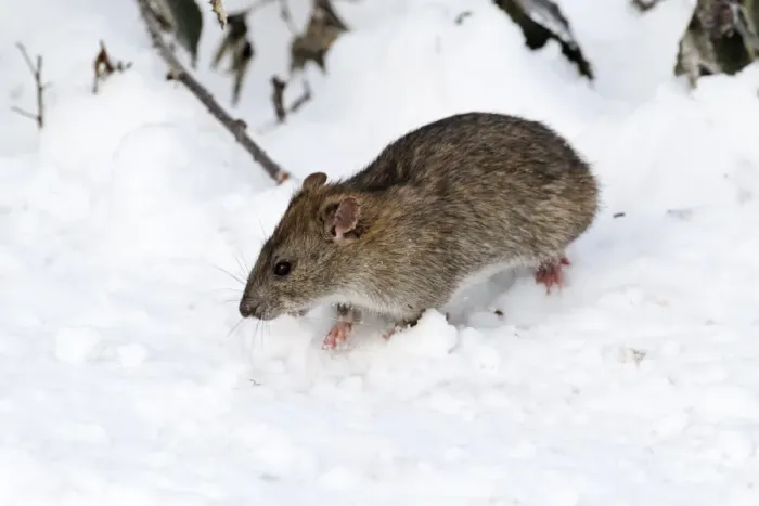 Framed Print : Brown Rat (Rattus norvegicus) adult, standing in snow, West Midlands, England, december Framed Print : Brown Rat (Rattus norvegicus) adult, standing in snow, West Midlands, England, december