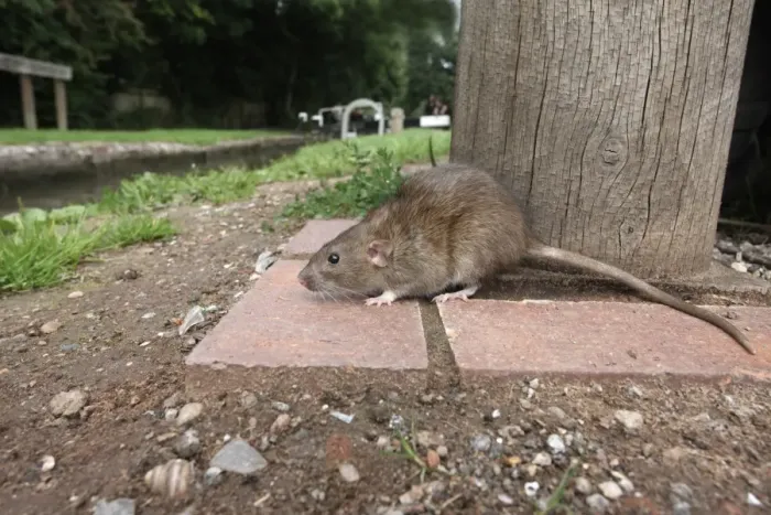 Framed Print : Brown Rat (Rattus norvegicus) adult, standing on canal bank, England, august (captive) Framed Print : Brown Rat (Rattus norvegicus) adult, standing on canal bank, England, august (captive)