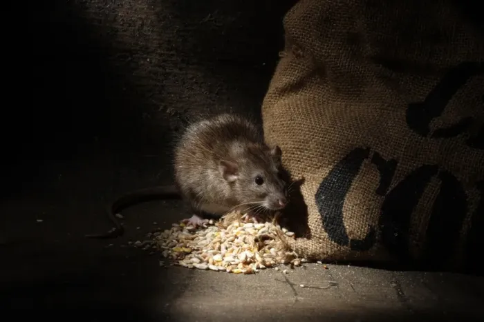 Framed Print : Brown Rat (Rattus norvegicus) adult, feeding on grain spilt from sack, England, august (captive) Framed Print : Brown Rat (Rattus norvegicus) adult, feeding on grain spilt from sack, England, august (captive)