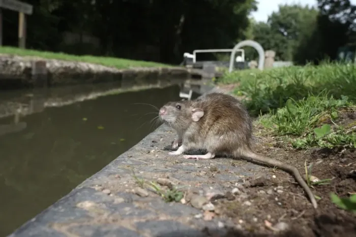 Framed Print : Brown Rat (Rattus norvegicus) adult, standing on canal bank, England, august (captive) Framed Print : Brown Rat (Rattus norvegicus) adult, standing on canal bank, England, august (captive)