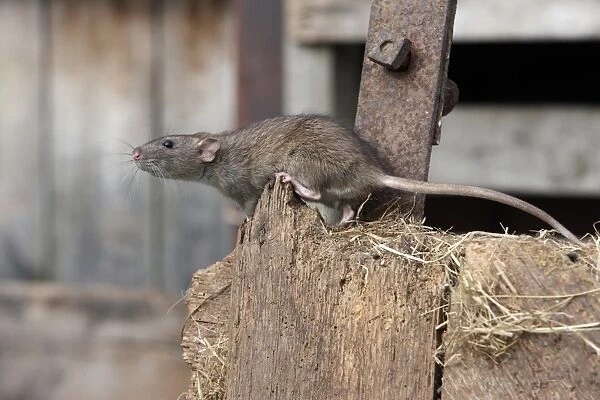 Brown Rat (Rattus norvegicus) adult, climbing on wood, England, august (captive)
