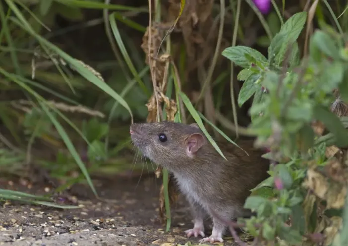 Framed Print : Brown Rat (Rattus norvegicus) adult, sniffing air, Norfolk, England, august Framed Print : Brown Rat (Rattus norvegicus) adult, sniffing air, Norfolk, England, august