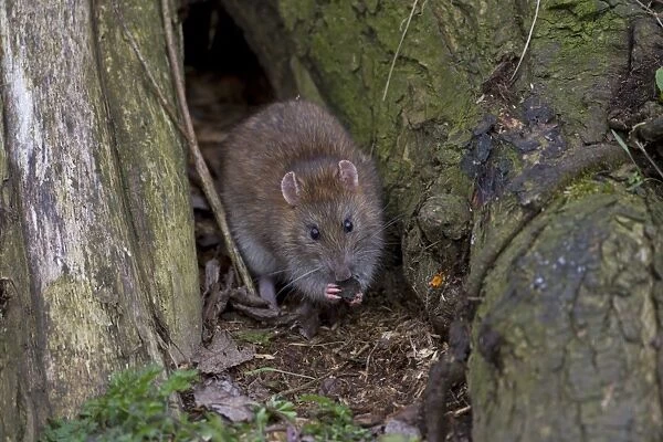 Brown Rat (Rattus norvegicus) adult, feeding on bark at nest entrance, Norfolk, England, March