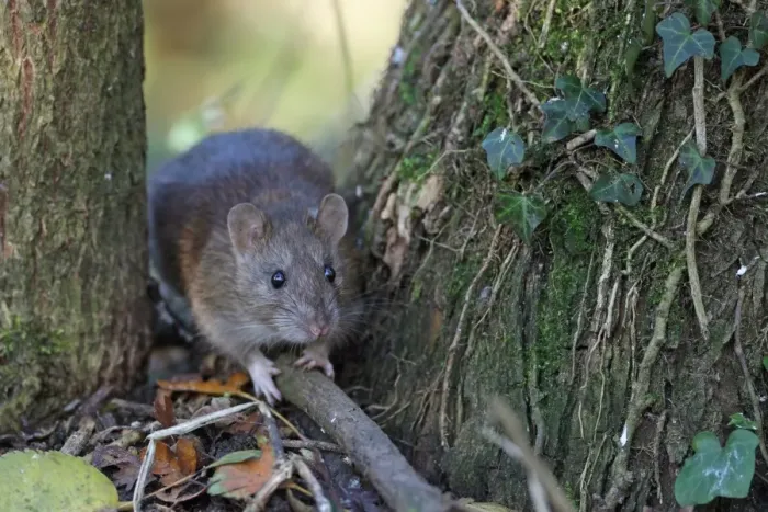 Framed Print : Brown Rat (Rattus norvegicus) adult, standing between tree trunks, Strumpshaw Fen RSPB Reserve, River Yare