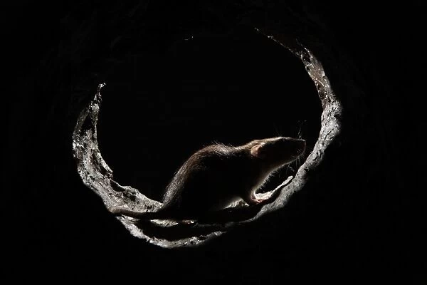Brown Rat (Rattus norvegicus) adult, backlit, standing in drainpipe, England, august (captive)