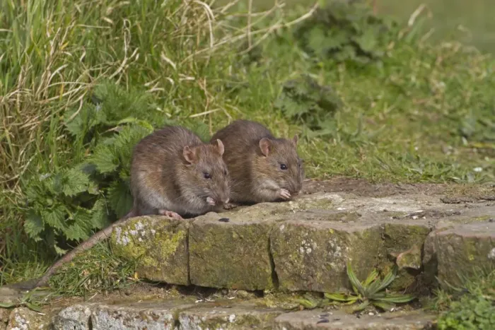 Framed Print : Brown Rat (Rattus norvegicus) two adults, feeding on bricks at edge of ditch, Norfolk, England Framed Print : Brown Rat (Rattus norvegicus) two adults, feeding on bricks at edge of ditch, Norfolk, England