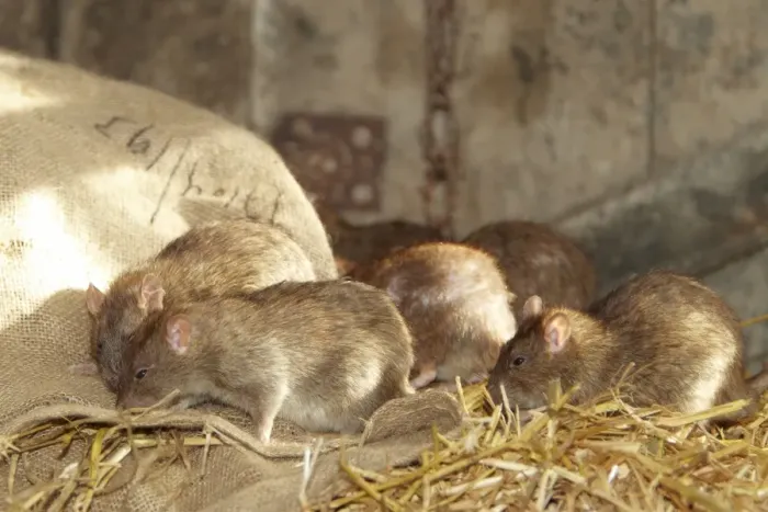 Framed Print : Brown Rat (Rattus norvegicus) adults, group foraging in barn, Devon, England (captive)