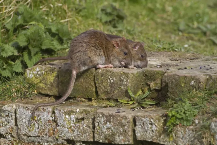 Framed Print : Brown Rat (Rattus norvegicus) two adults, feeding on bricks at edge of ditch, Norfolk, England Framed Print : Brown Rat (Rattus norvegicus) two adults, feeding on bricks at edge of ditch, Norfolk, England