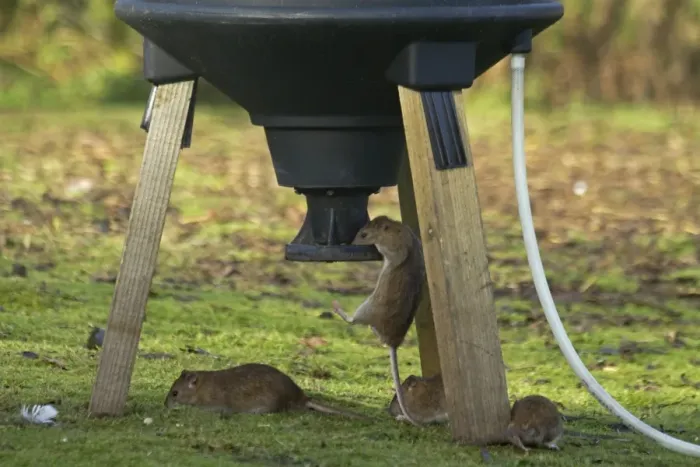 Framed Print : Brown Rat (Rattus norvegicus) four adults, feeding at pheasant feeder, Shropshire, England, November Framed Print : Brown Rat (Rattus norvegicus) four adults, feeding at pheasant feeder, Shropshire, England, November
