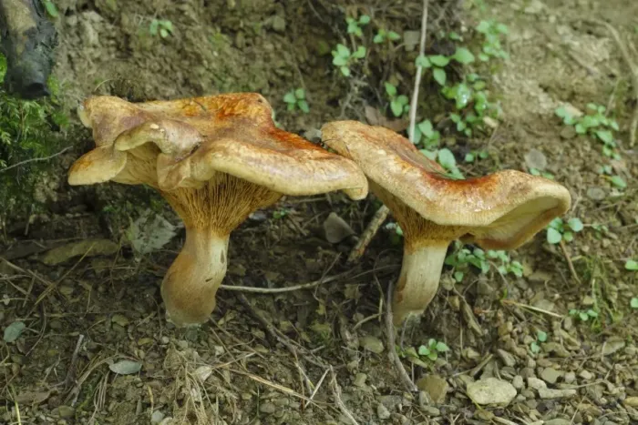 Framed Print : Brown Roll-rim (Paxillus involutus) two fruiting bodies, Powys, Wales, august