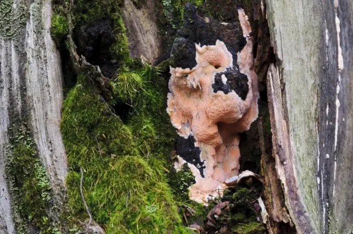 Framed Print : Brown-rot (Postia placenta) growing over decaying tree stump, Clumber Park, Nottinghamshire, England, October Framed Print : Brown-rot (Postia placenta) growing over decaying tree stump, Clumber Park, Nottinghamshire, England, October