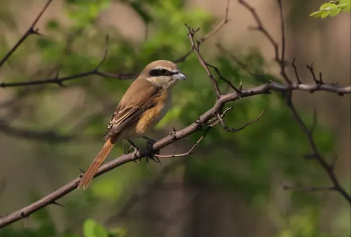 Framed Print : Brown Shrike (Lanius cristatus) adult, perched on branch, Hebei, China, may