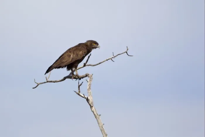 Framed Print : Brown Snake-eagle (Circaetus cinereus) adult, perched on branch, Okavango Delta, Botswana Framed Print : Brown Snake-eagle (Circaetus cinereus) adult, perched on branch, Okavango Delta, Botswana