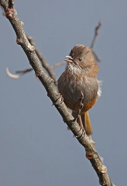 Brown-throated Fulvetta (Alcippe ludlowi) adult, singing, perched on twig, below Sella Pass, Arunachal Pradesh, India, january