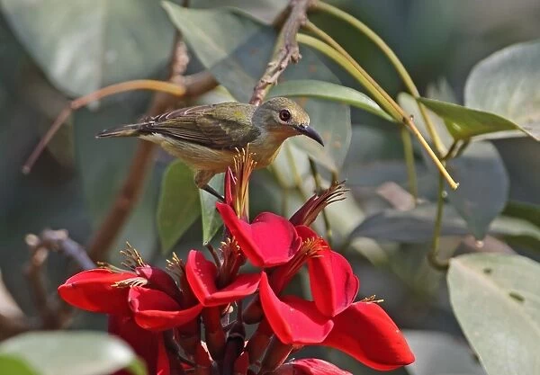 Brown-throated Sunbird (Anthreptes malacensis malacensis) adult female, feeding on nectar from flower, Siem Reap