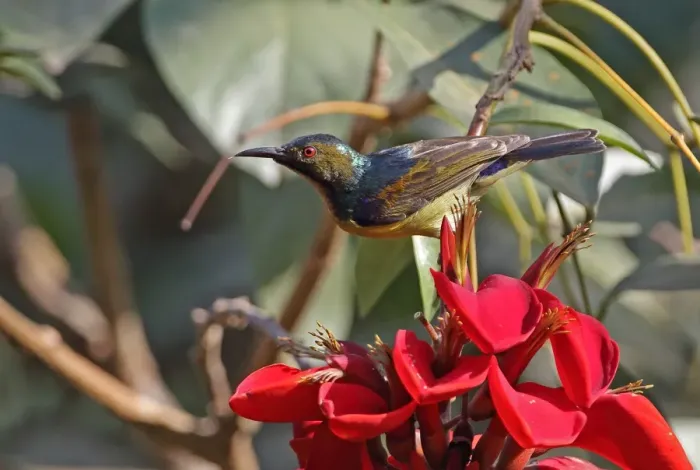 Framed Print : Brown-throated Sunbird (Anthreptes malacensis malacensis) adult male, feeding on nectar from flower, Siem Reap Framed Print : Brown-throated Sunbird (Anthreptes malacensis malacensis) adult male, feeding on nectar from flower, Siem Reap