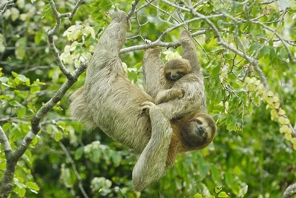 Brown-throated Three-toed Sloth (Bradypus variegatus) adult female and baby, hanging from tree in rainforest