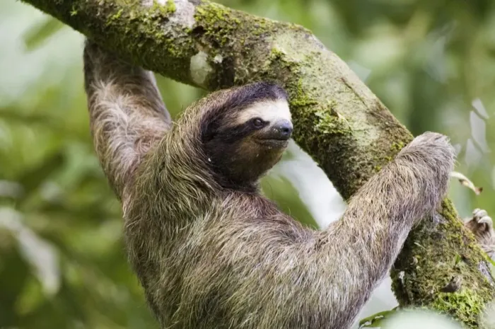Framed Print : Brown-throated Three-toed Sloth (Bradypus variegatus) adult, climbing branch in rainforest, El Valle, Panama Framed Print : Brown-throated Three-toed Sloth (Bradypus variegatus) adult, climbing branch in rainforest, El Valle, Panama