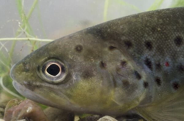 Brown Trout (Salmo trutta fario) adult, close-up of head, in tank, Nottingham, Nottinghamshire, England, January