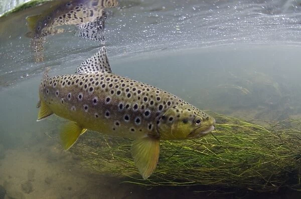 Brown Trout (Salmo trutta fario) adult, swimming beside waterweed in river, River Witham, Lincolnshire, England, July