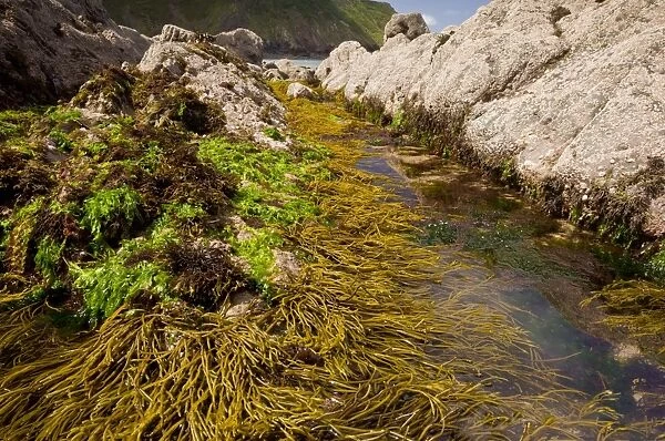 Brown Tuning Fork Weed (Bifurcaria bifurcata) with other seaweeds, attached to rocks in rockpool at low tide