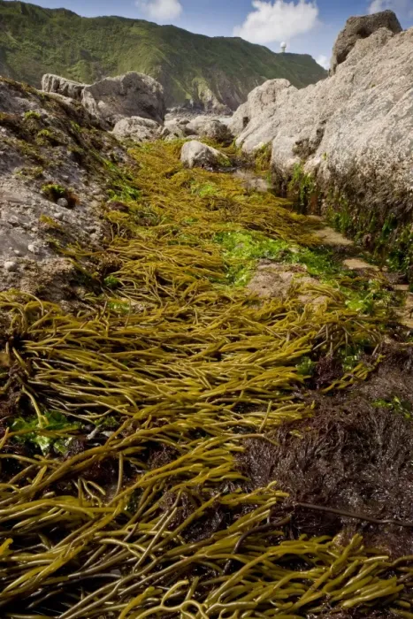 Framed Print : Brown Tuning Fork Weed (Bifurcaria bifurcata) with other seaweeds, attached to rocks in rockpool at low tide Framed Print : Brown Tuning Fork Weed (Bifurcaria bifurcata) with other seaweeds, attached to rocks in rockpool at low tide