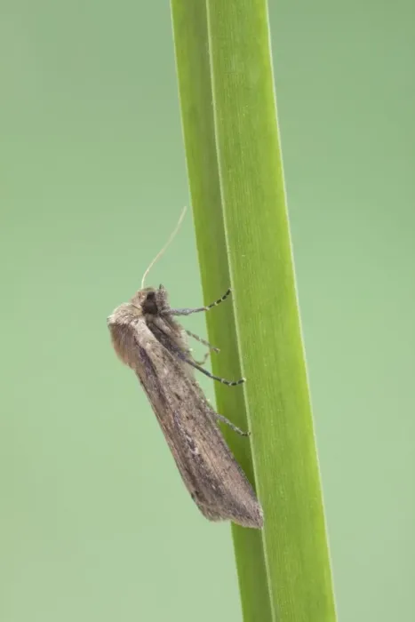 Framed Print : Brown-veined Wainscot (Archanara dissoluta) adult, resting on leaf, Essex, England, july