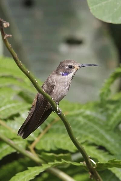 Brown Violet-ear (Colibri delphinae) adult, perched on stem, Wild Sumaco Lodge, Andes, Napo Province, Ecuador, February