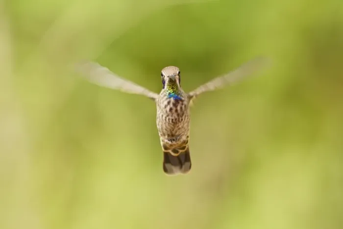 Framed Print : Brown Violet-ear (Colibri delphinae) adult, in flight, hovering in montane rainforest, Andes, Ecuador, November Framed Print : Brown Violet-ear (Colibri delphinae) adult, in flight, hovering in montane rainforest, Andes, Ecuador, November