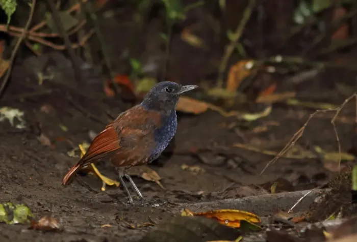 Framed Print : Brown-winged Whistling-thrush (Myophonus castaneus) adult male, standing on forest floor, Kerinci Seblat N. P
