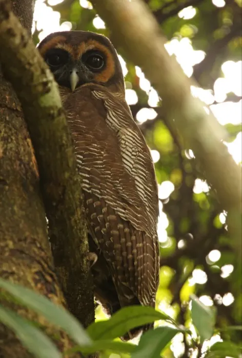 Framed Print : Brown Wood-owl (Strix leptogrammica ochrogenys) endemic race, adult, perched on branch at daytime roost, Sri Lanka, december Framed Print : Brown Wood-owl (Strix leptogrammica ochrogenys) endemic race, adult, perched on branch at daytime roost, Sri Lanka, december