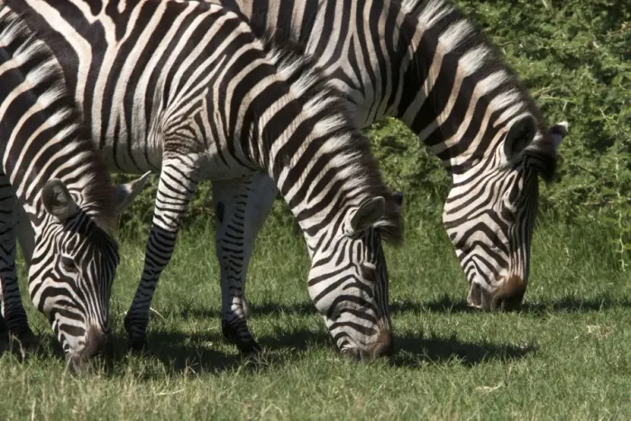 Framed Print : Browsing Burchell sw Zebra s Framed Print : Browsing Burchell sw Zebra s
