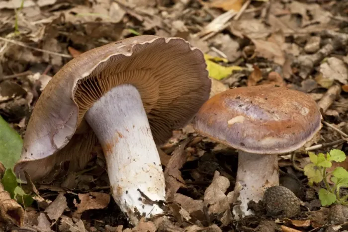 Framed Print : Bruising Webcap (Cortinarius purpurascens) fruiting bodies, growing in old woodland, Wiltshire, England, september Framed Print : Bruising Webcap (Cortinarius purpurascens) fruiting bodies, growing in old woodland, Wiltshire, England, september