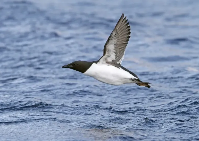 Framed Print : Brunnich's Guillemot (Uria lomvia) adult, breeding plumage, in flight over sea, Northern Norway, march Framed Print : Brunnich's Guillemot (Uria lomvia) adult, breeding plumage, in flight over sea, Northern Norway, march