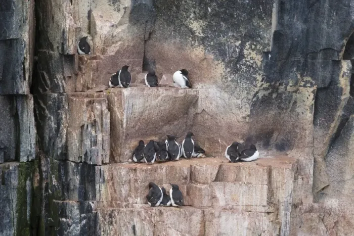 Framed Print : Brunnichs Guillemot (Uria lomvia) adults, breeding plumage, group sitting on coastal cliff ledges, Alkefjellet