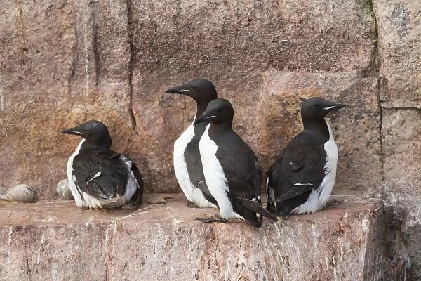 Brunnichs Guillemot (Uria lomvia) four adults, breeding plumage, sitting on coastal cliff ledge, Alkefjellet