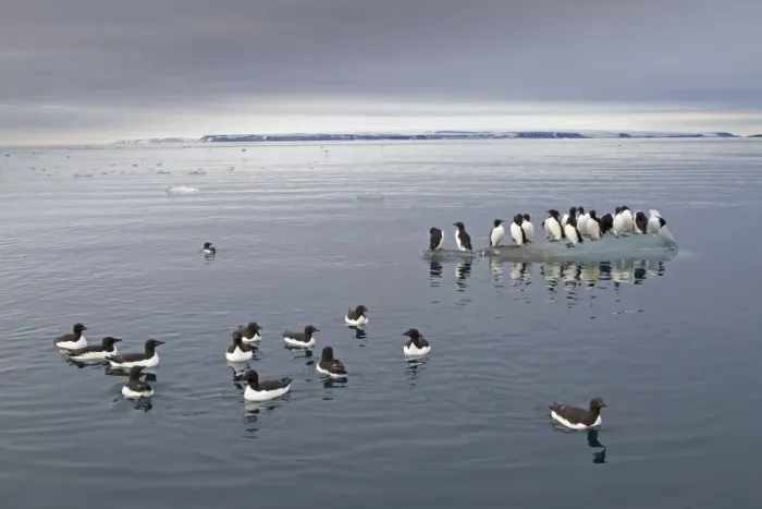 Framed Print : Brunnich's Guillemot (Uria lomvia) adults, summer plumage, flock swimming at sea and standing on ice floe in coastal habitat, Spitzbergen, Svalbard, july Framed Print : Brunnich's Guillemot (Uria lomvia) adults, summer plumage, flock swimming at sea and standing on ice floe in coastal habitat, Spitzbergen, Svalbard, july