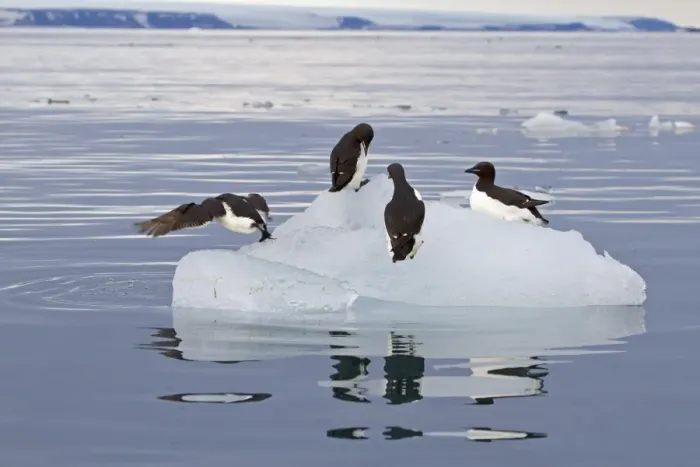 Framed Print : Brunnich's Guillemot (Uria lomvia) four adults, summer plumage, on ice floe, Spitzbergen, Svalbard, july Framed Print : Brunnich's Guillemot (Uria lomvia) four adults, summer plumage, on ice floe, Spitzbergen, Svalbard, july