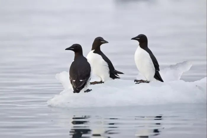 Framed Print : Brunnich's Guillemot (Uria lomvia) three adults, summer plumage, standing on ice floe, Spitzbergen, Svalbard, july Framed Print : Brunnich's Guillemot (Uria lomvia) three adults, summer plumage, standing on ice floe, Spitzbergen, Svalbard, july