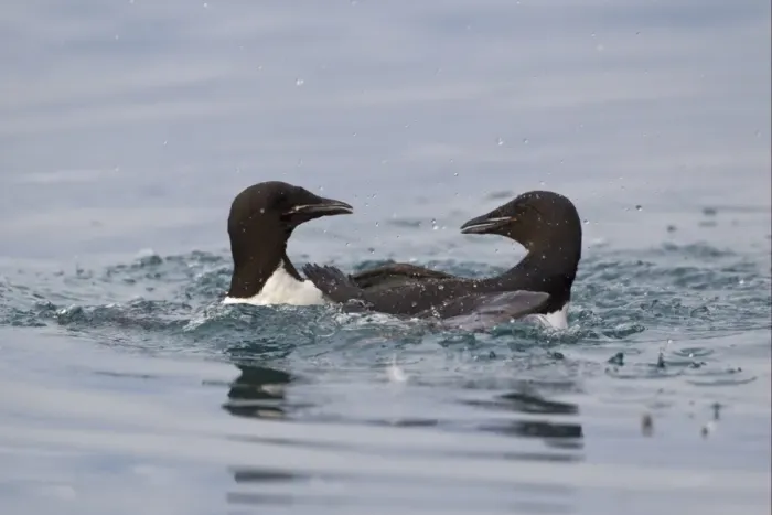 Framed Print : Brunnich's Guillemot (Uria lomvia) two adults, summer plumage, fighting in sea, Spitzbergen, Svalbard, july