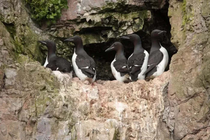 Framed Print : Brunnich's Guillemot (Uria lomvia) five adults, summer plumage, standing on ledge of nesting cliff, Bear Island, Svalbard, june