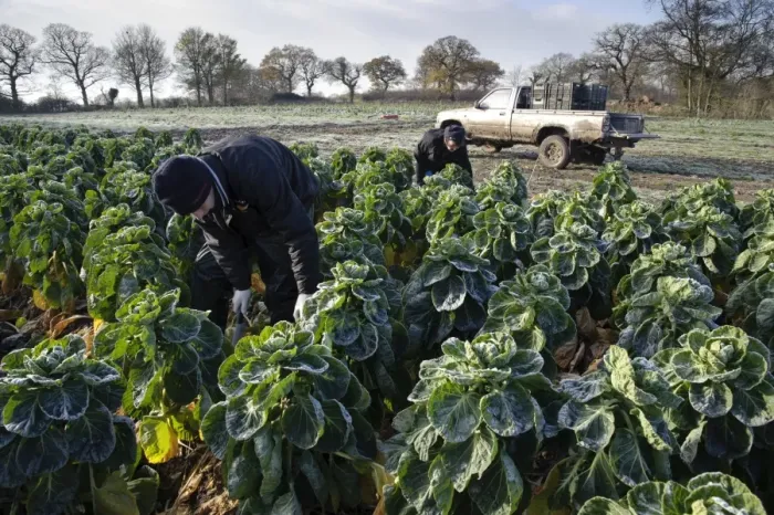 Framed Print : Brussels Sprout (Brassica oleracea) crop, field being harvested in frosty conditions, Arley, Cheshire, England Framed Print : Brussels Sprout (Brassica oleracea) crop, field being harvested in frosty conditions, Arley, Cheshire, England