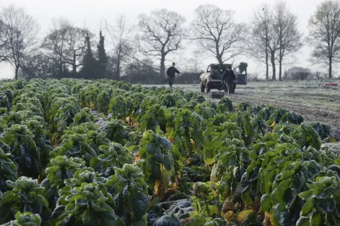 Framed Print : Brussels Sprout (Brassica oleracea) crop, field being harvested in frosty conditions, Arley, Cheshire, England Framed Print : Brussels Sprout (Brassica oleracea) crop, field being harvested in frosty conditions, Arley, Cheshire, England