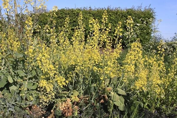 Brussels Sprout (Brassica oleracea) flowering, bolting on abandoned allotment, Suffolk, England, may