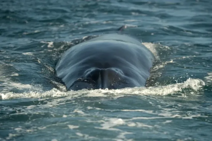 Framed Print : Brydes Whale (Balaenoptera edeni) adult, swimming at sea surface, offshore Port St Framed Print : Brydes Whale (Balaenoptera edeni) adult, swimming at sea surface, offshore Port St