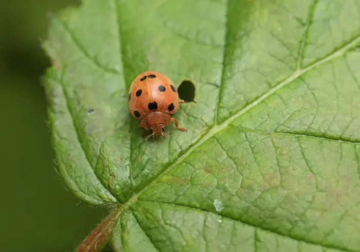Framed Print : Bryony Ladybird (Henosepilachna argus) adult, resting on leaf, Rainham Marshes RSPB Reserve, Thames Estuary, Essex Framed Print : Bryony Ladybird (Henosepilachna argus) adult, resting on leaf, Rainham Marshes RSPB Reserve, Thames Estuary, Essex