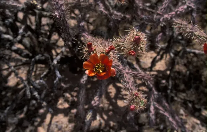 Framed Print : Buckhorn Cholla (Opuntia acanthocarpa) Flower - Arizona Framed Print : Buckhorn Cholla (Opuntia acanthocarpa) Flower - Arizona