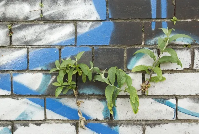 Framed Print : Buddleia (Buddleia davidii) garden escapee, growing in crevice of graffiti covered wall in city centre, Sheffield Framed Print : Buddleia (Buddleia davidii) garden escapee, growing in crevice of graffiti covered wall in city centre, Sheffield